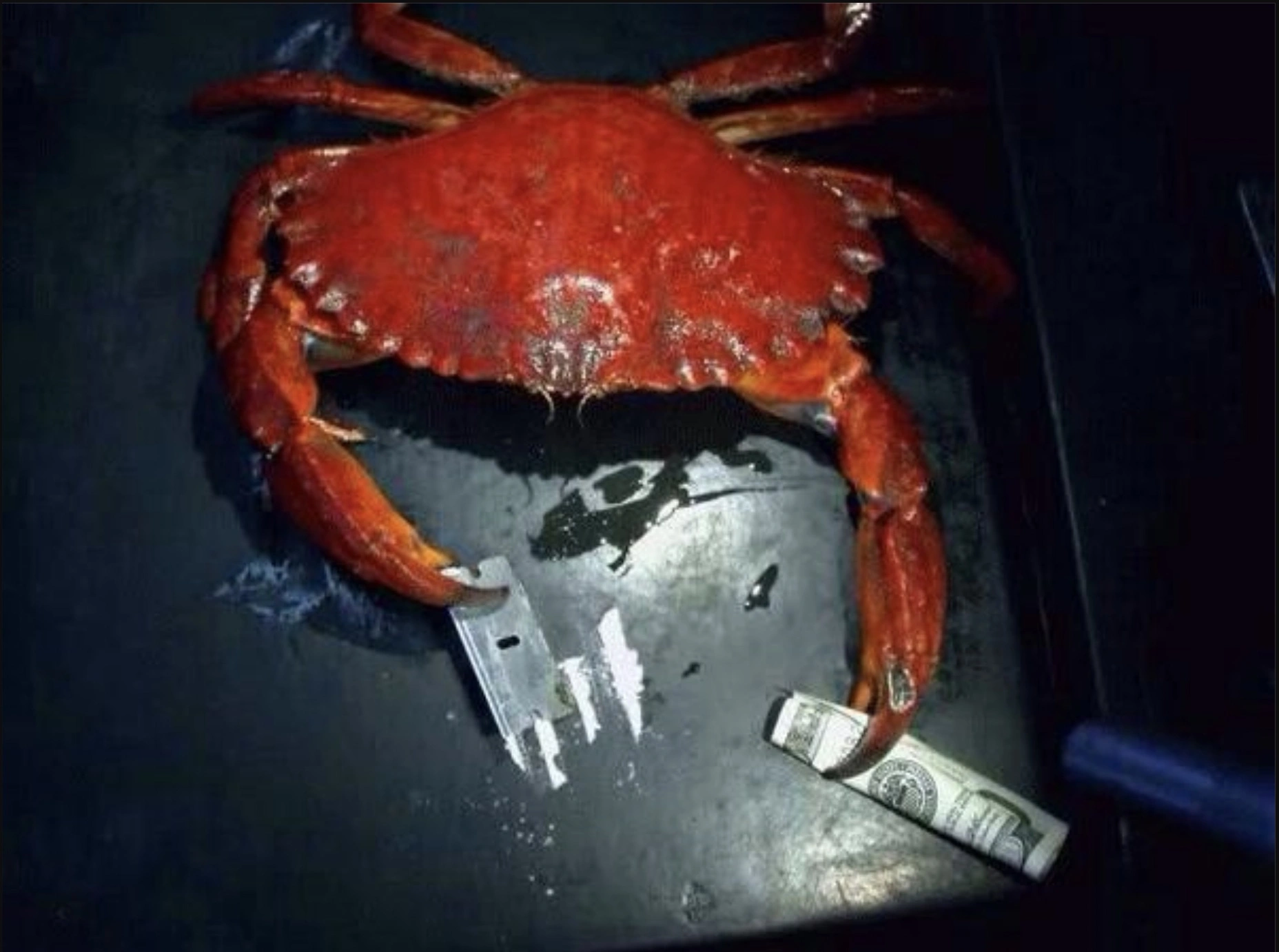 33 Crabs Eager to Hit the Dance Floor