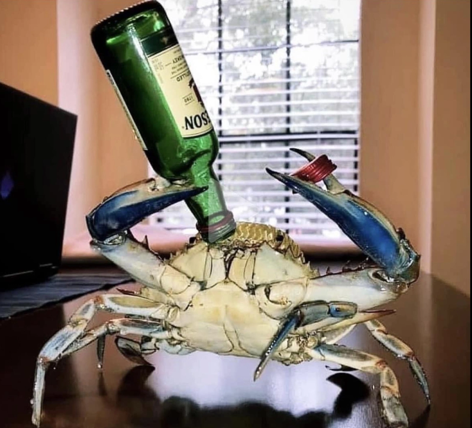 33 Crabs Eager to Hit the Dance Floor