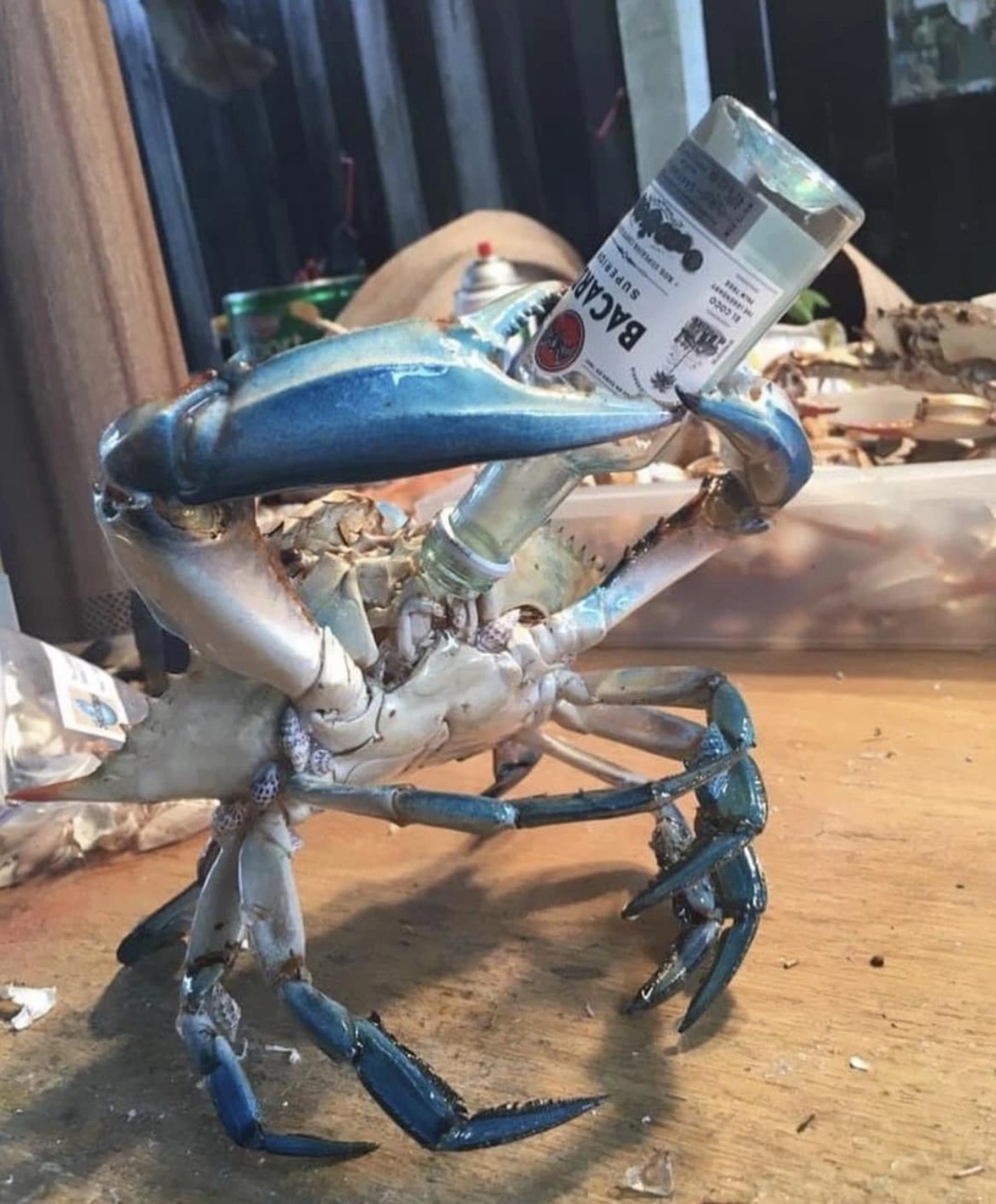 33 Crabs Eager to Hit the Dance Floor