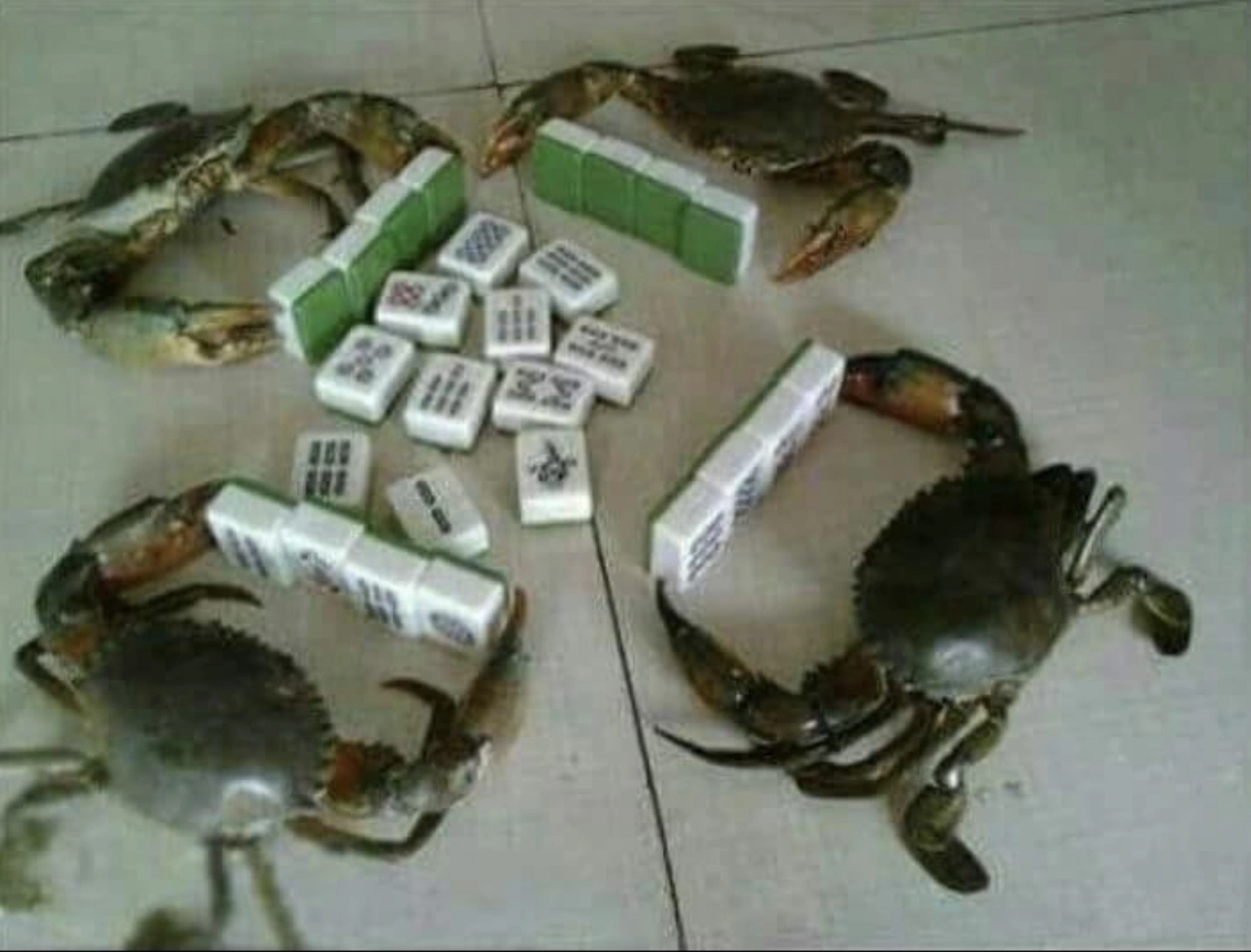 33 Crabs Eager to Hit the Dance Floor