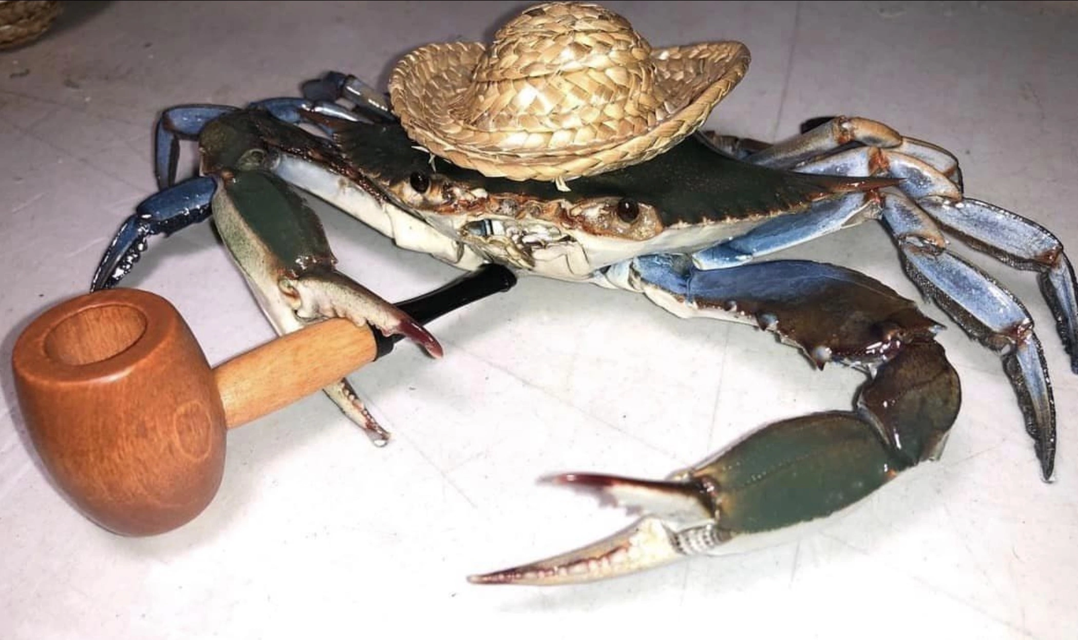 33 Crabs Eager to Hit the Dance Floor