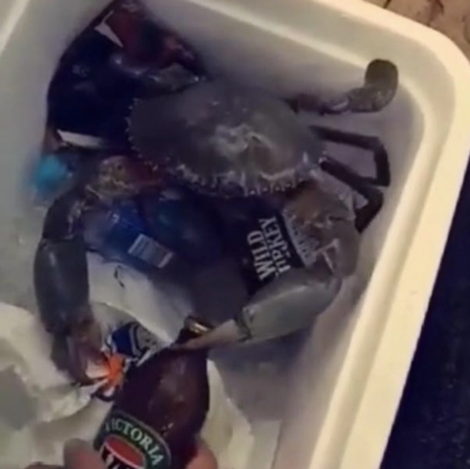 33 Crabs Eager to Hit the Dance Floor