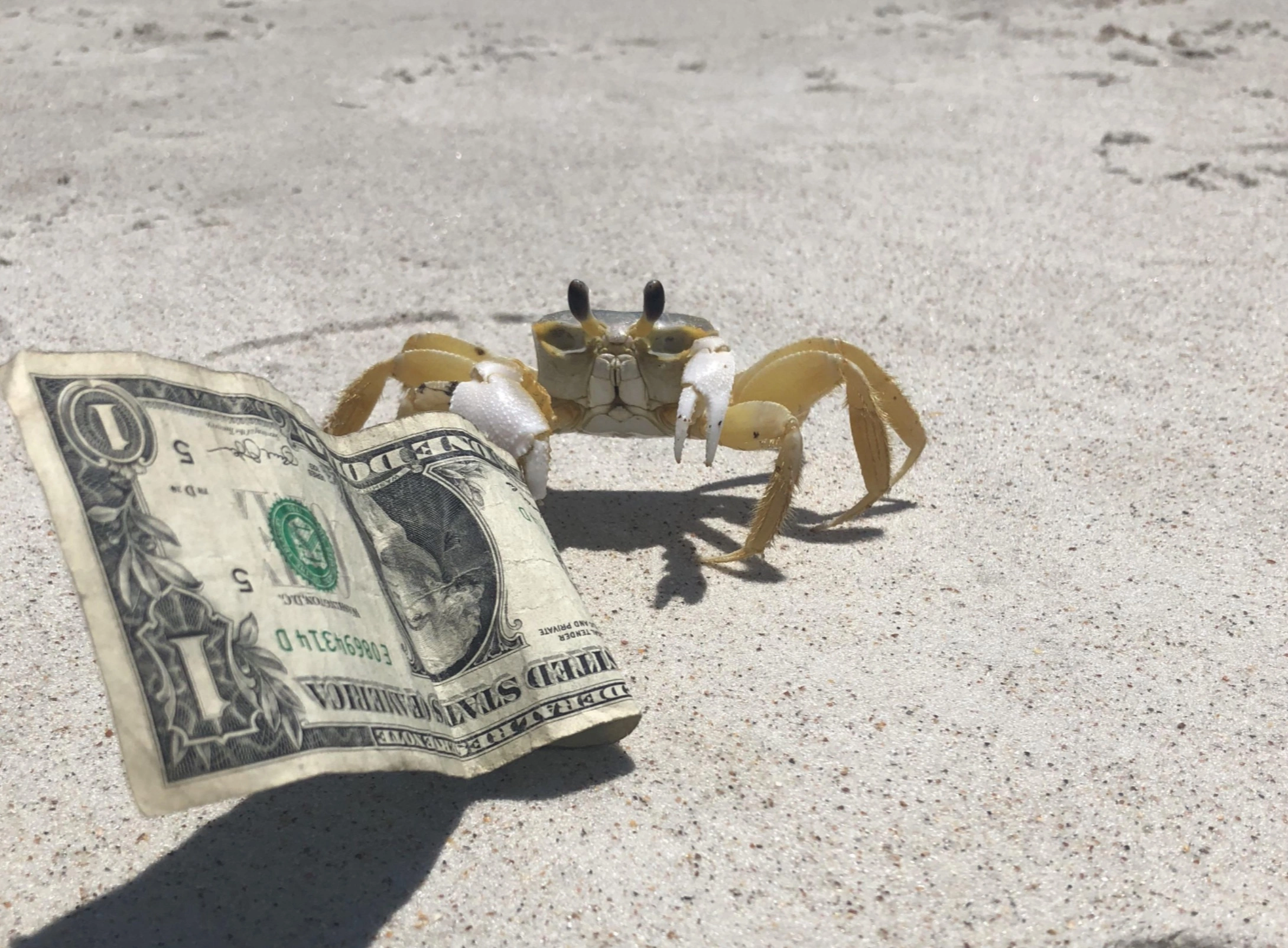 33 Crabs Eager to Hit the Dance Floor