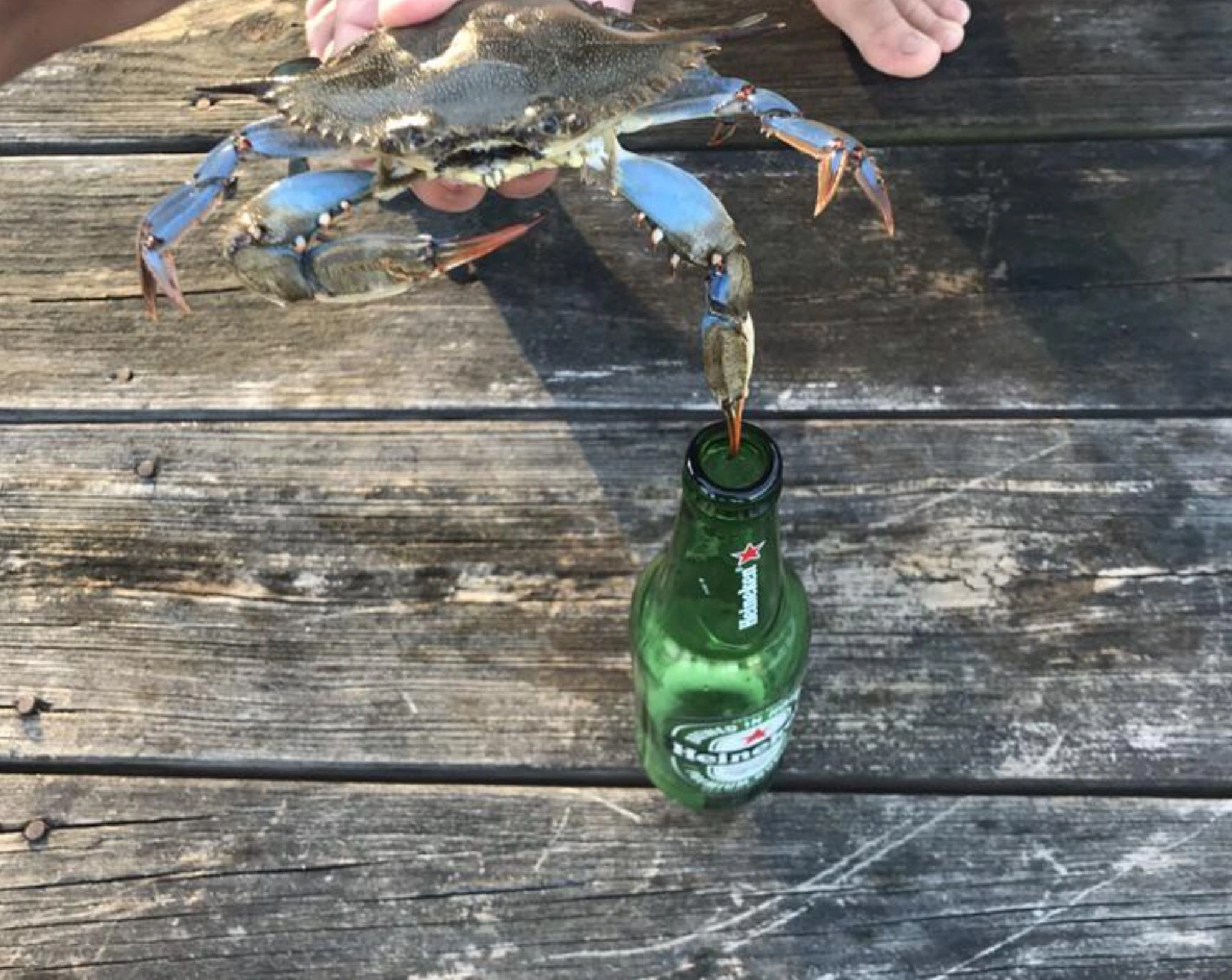 33 Crabs Eager to Hit the Dance Floor