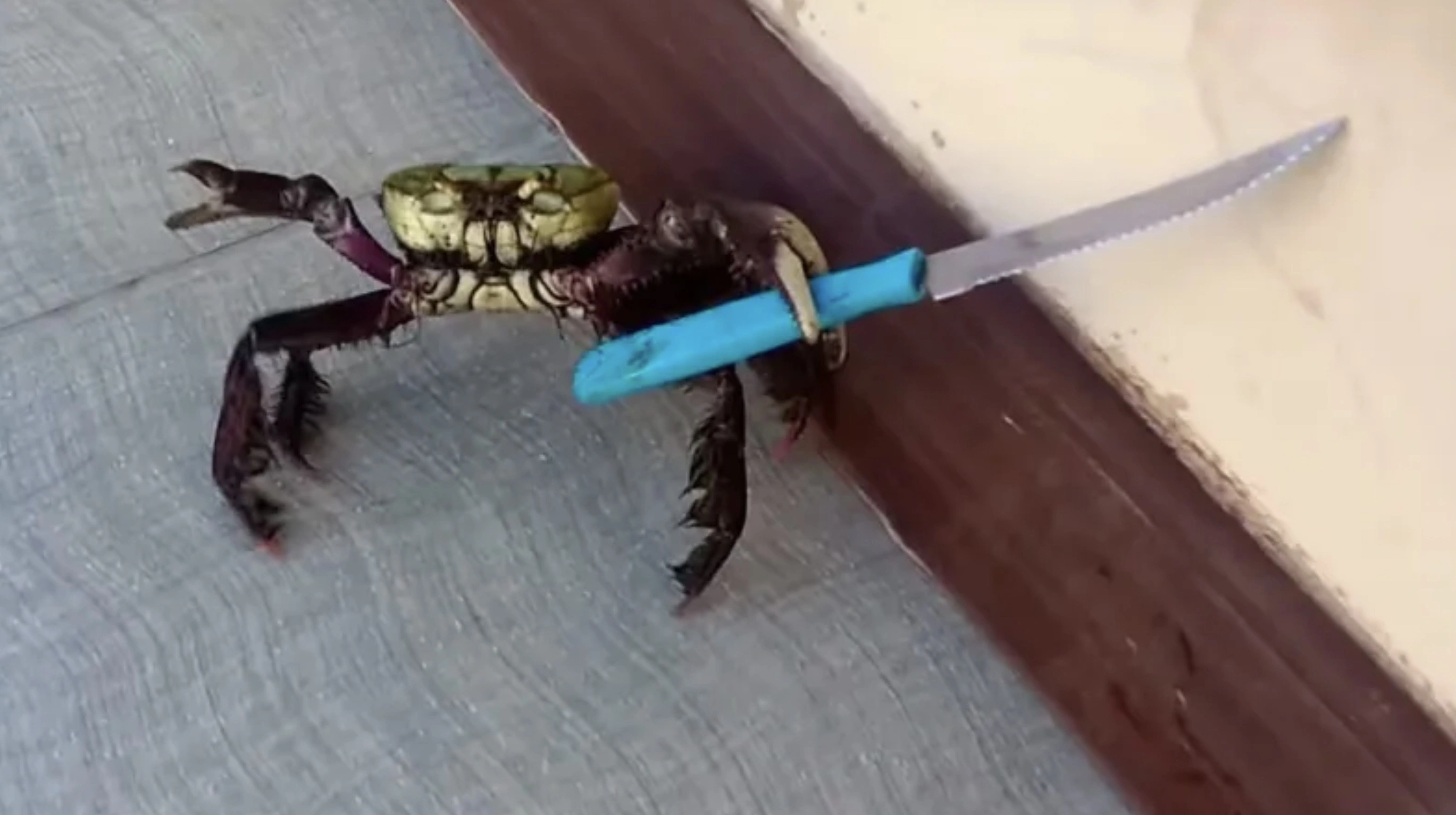 33 Crabs Eager to Hit the Dance Floor