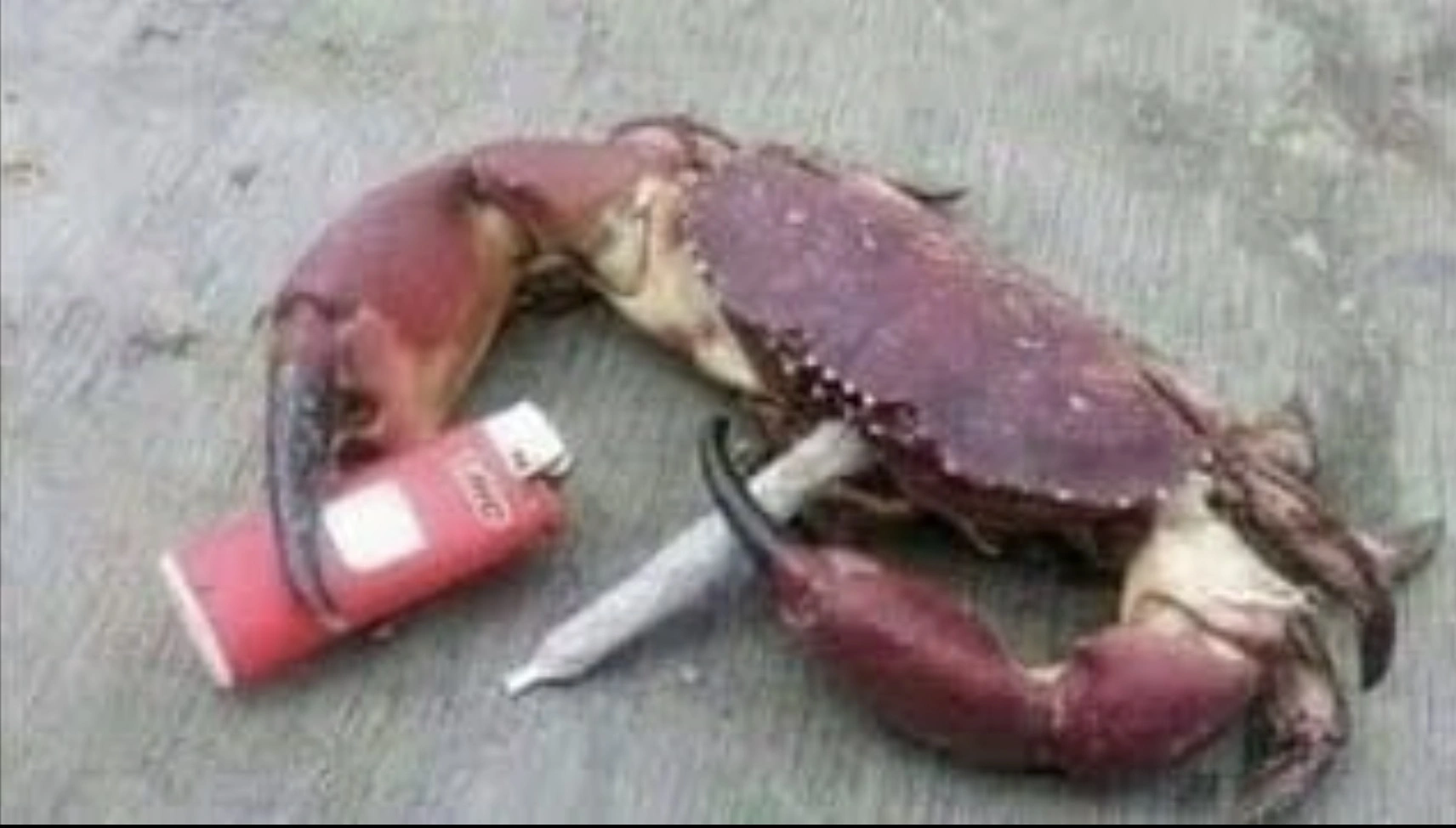 33 Crabs Eager to Hit the Dance Floor