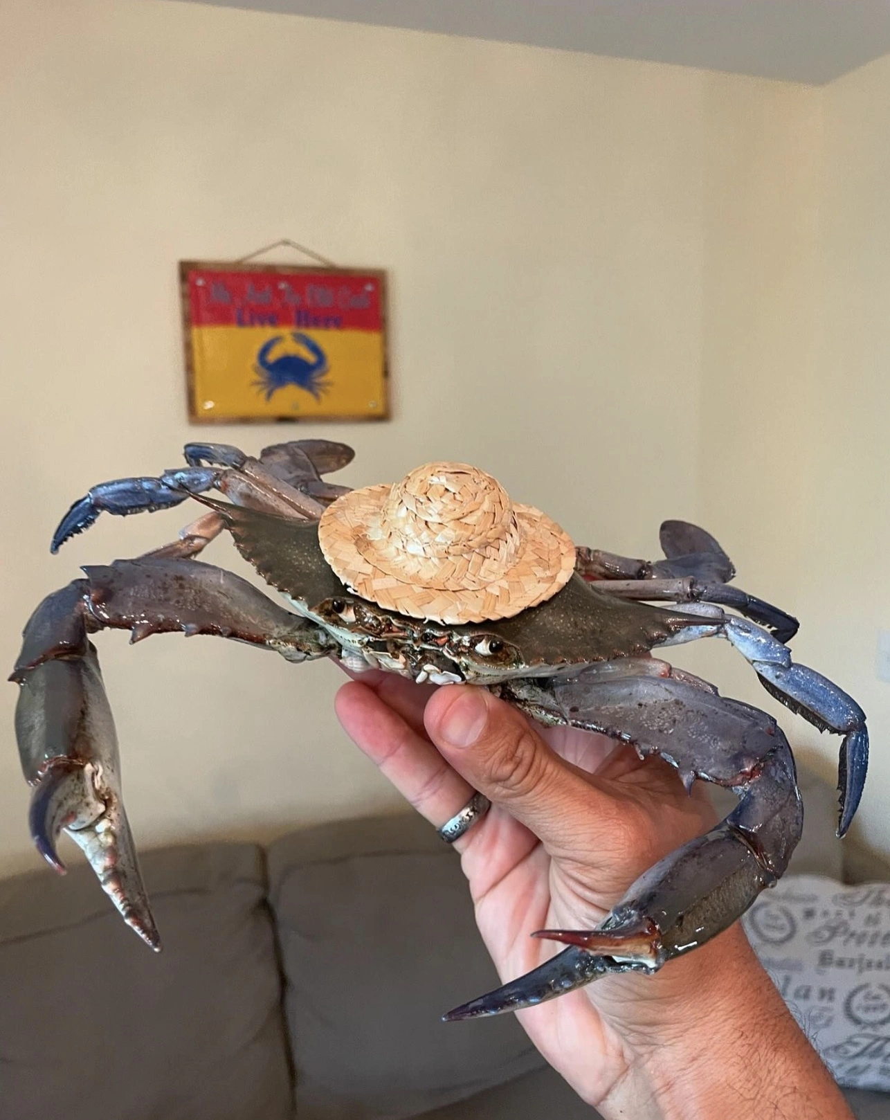 33 Crabs Eager to Hit the Dance Floor