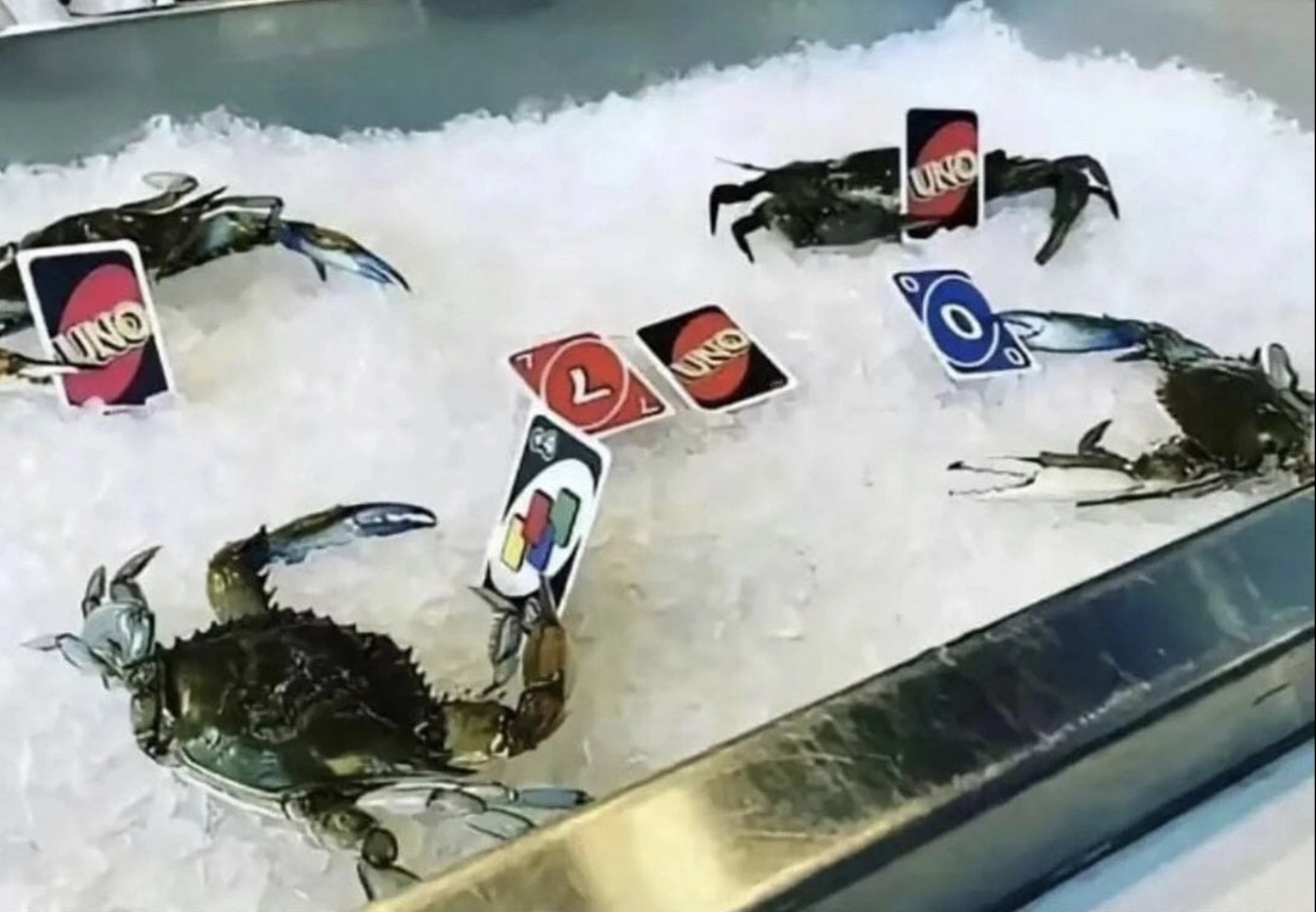 33 Crabs Eager to Hit the Dance Floor