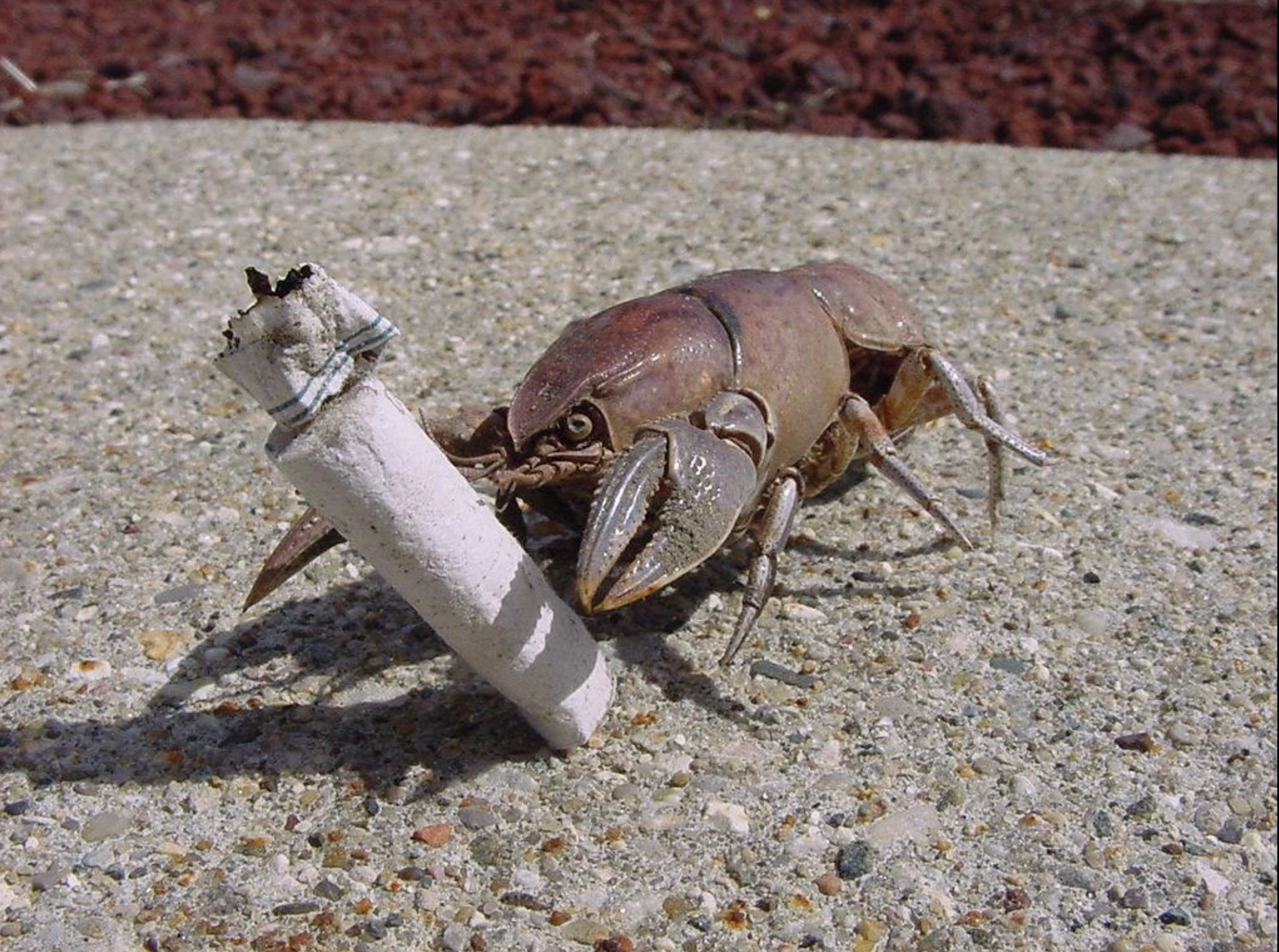 33 Crabs Eager to Hit the Dance Floor