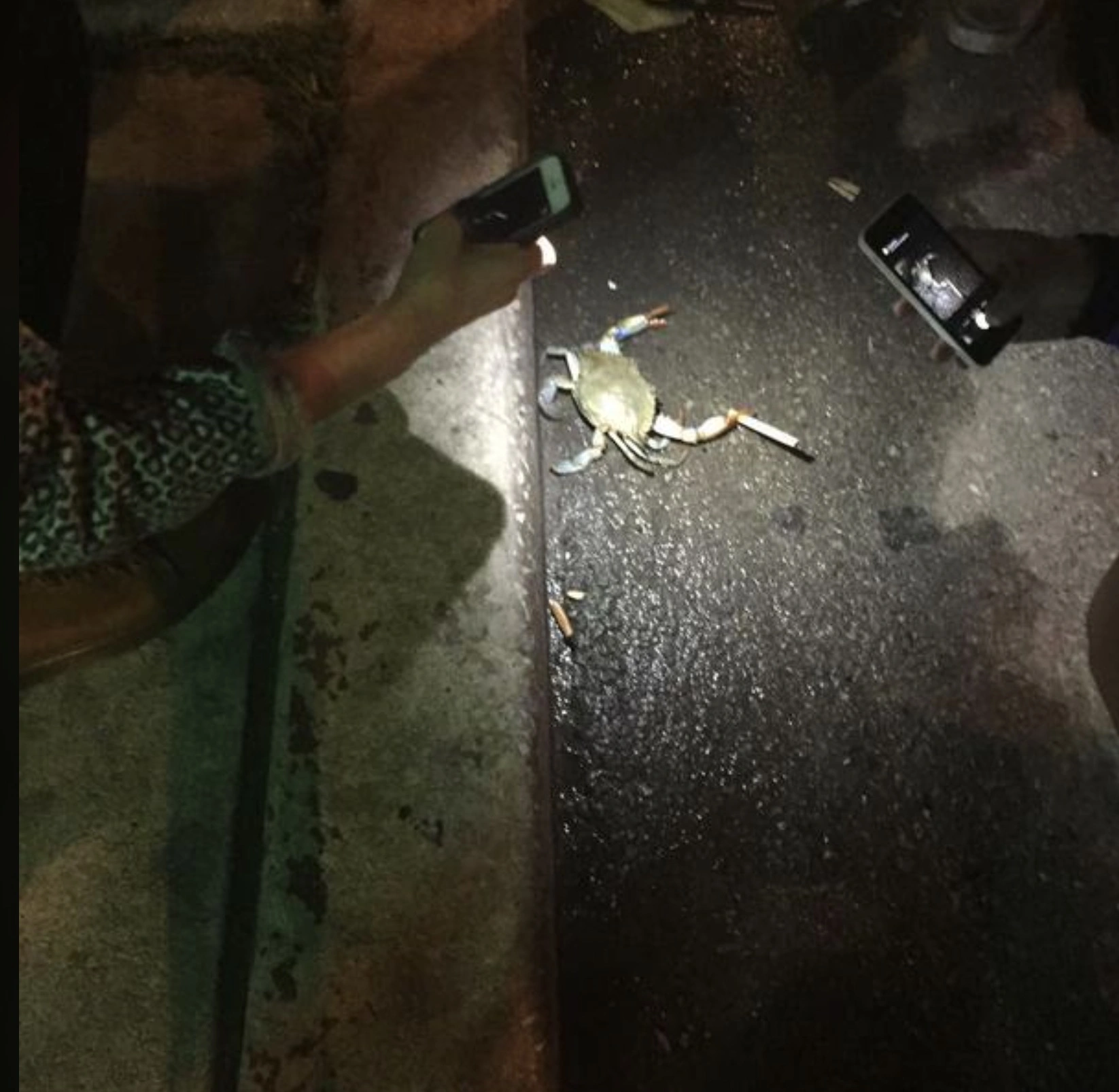 33 Crabs Eager to Hit the Dance Floor