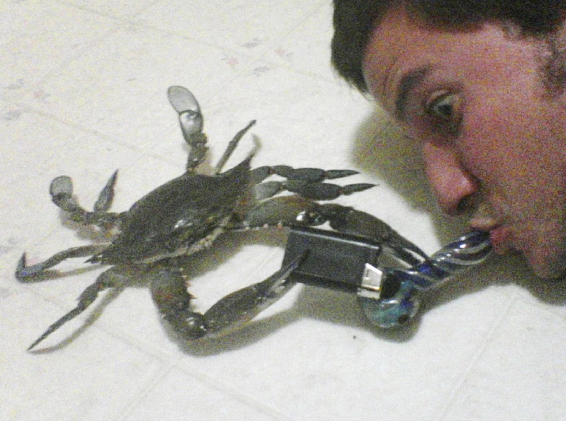 33 Crabs Eager to Hit the Dance Floor