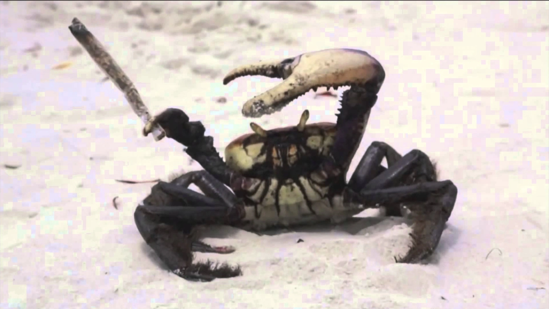 33 Crabs Eager to Hit the Dance Floor