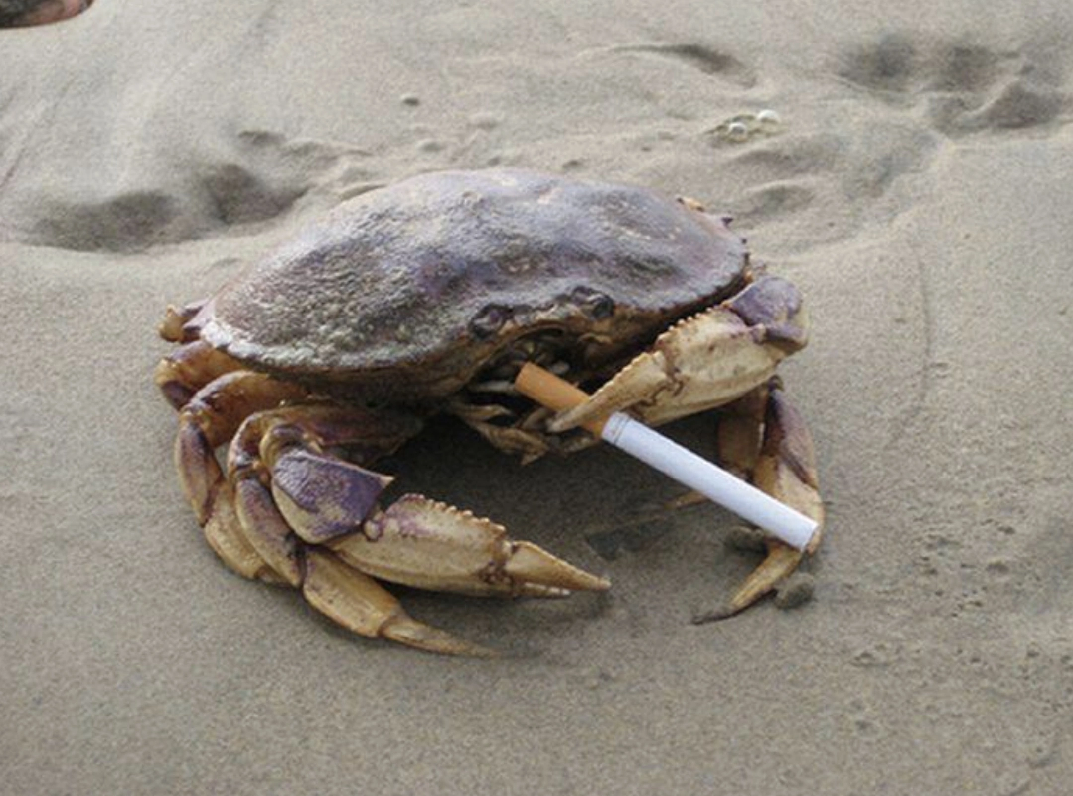 33 Crabs Eager to Hit the Dance Floor
