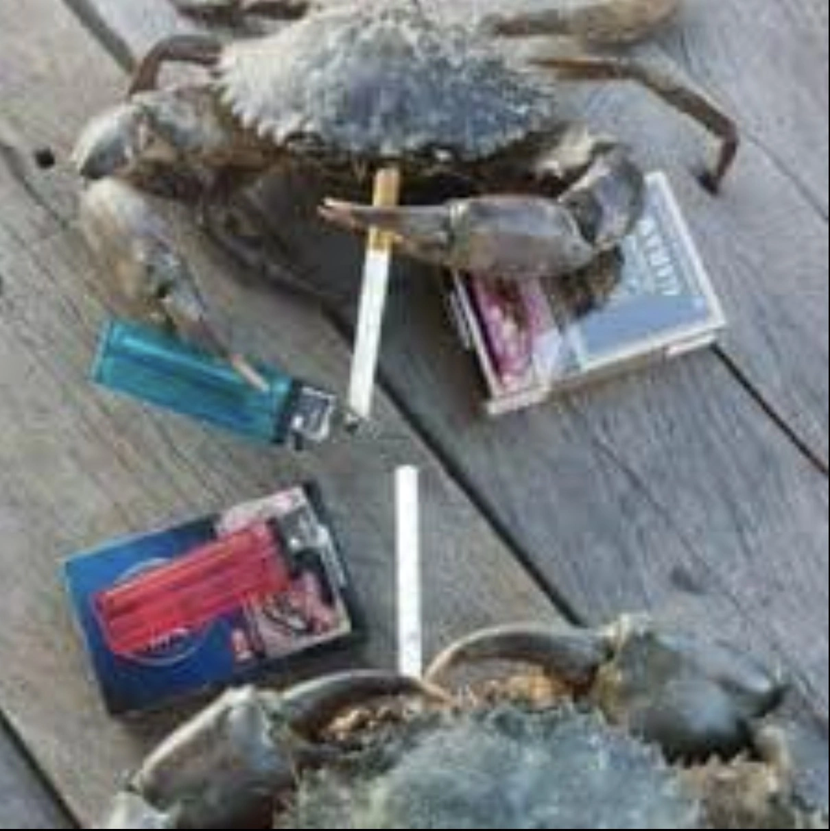 33 Crabs Eager to Hit the Dance Floor