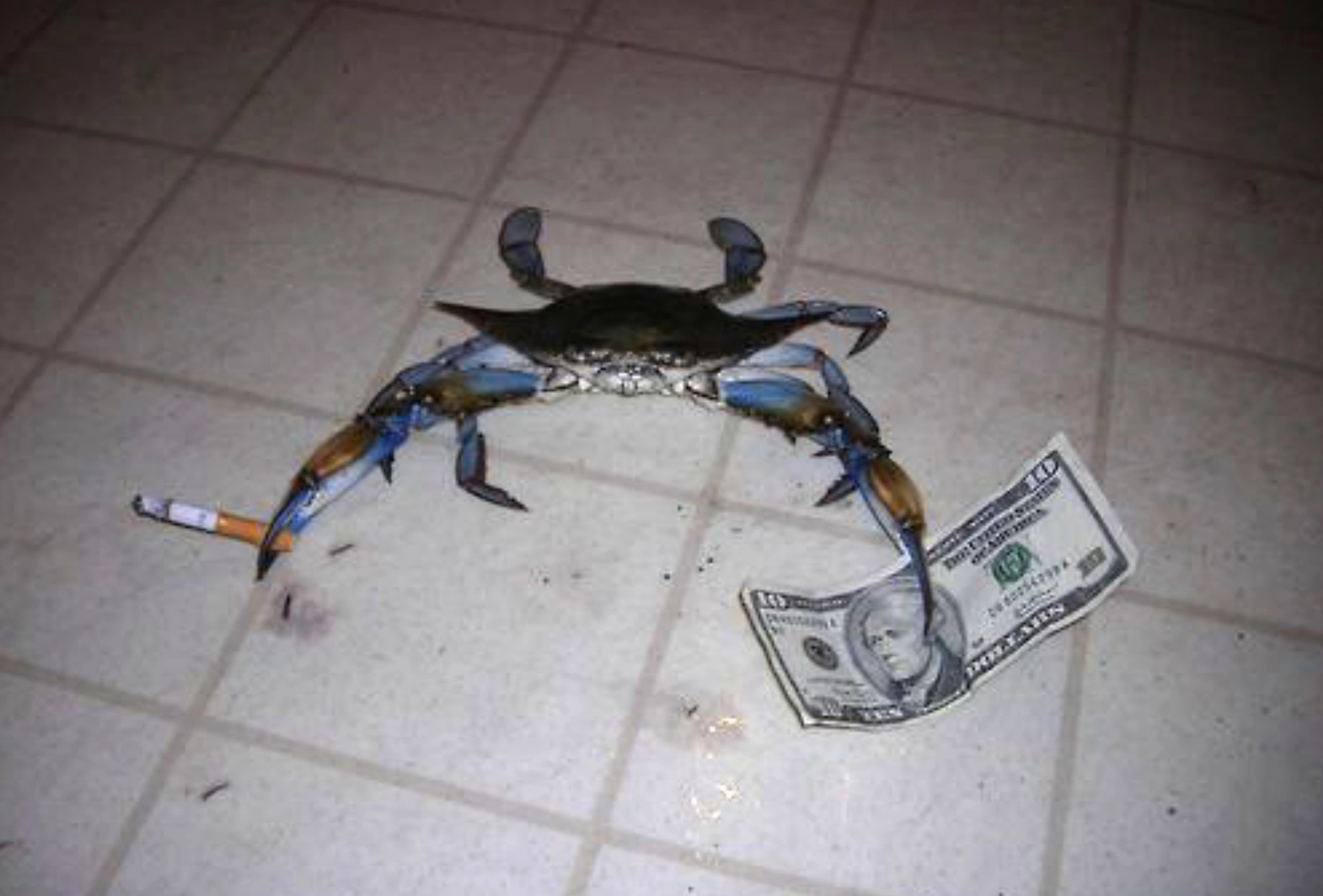 33 Crabs Eager to Hit the Dance Floor