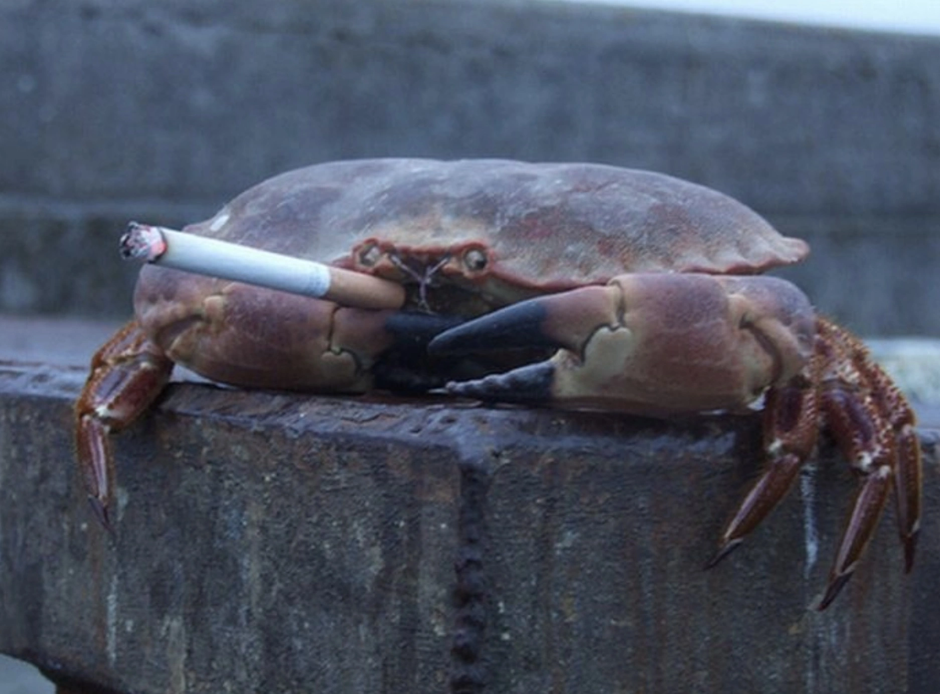 33 Crabs Eager to Hit the Dance Floor