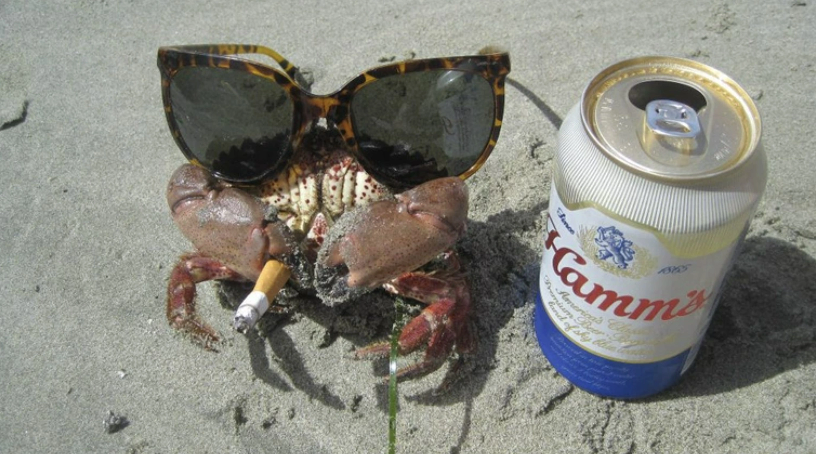 33 Crabs Eager to Hit the Dance Floor