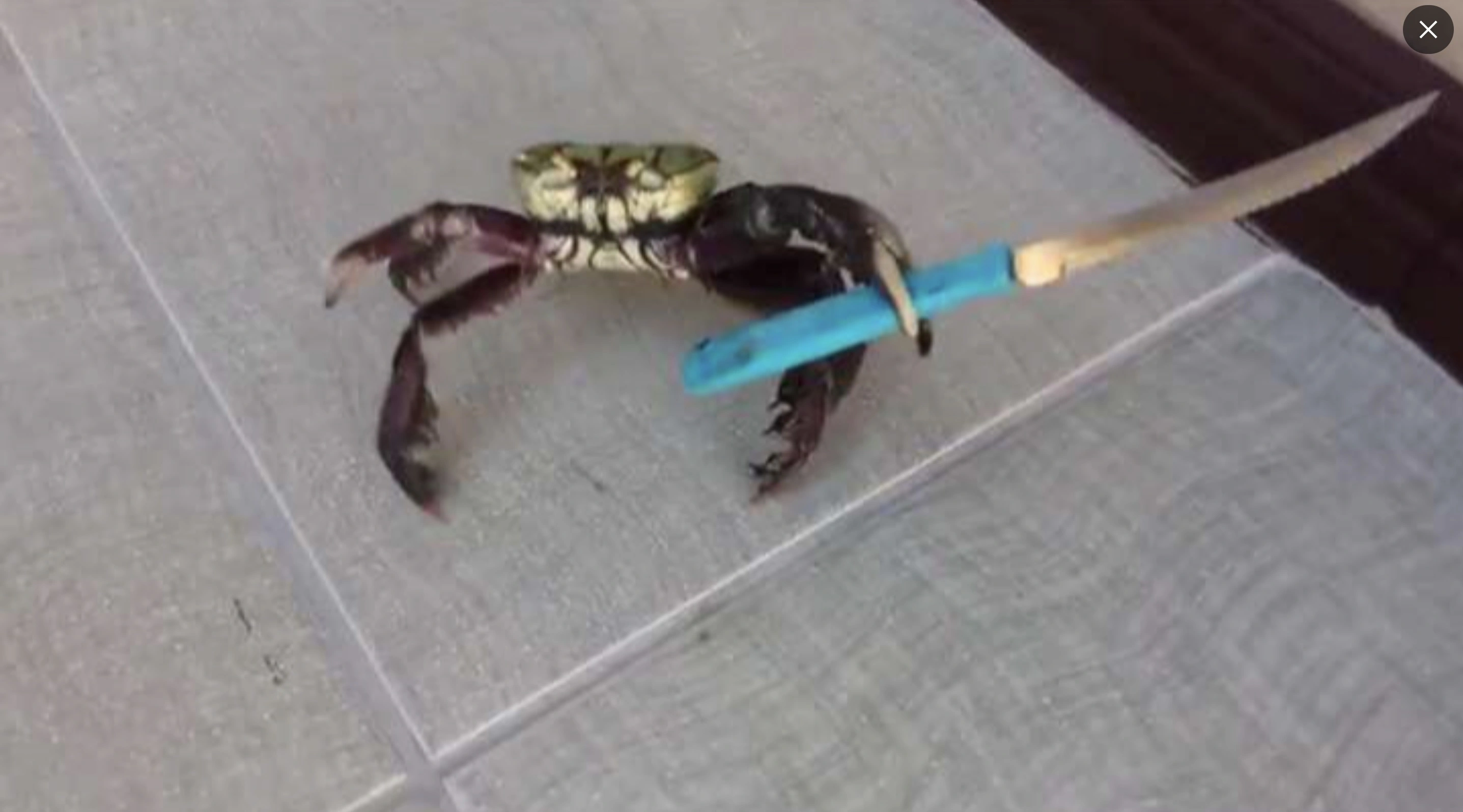 33 Crabs Eager to Hit the Dance Floor