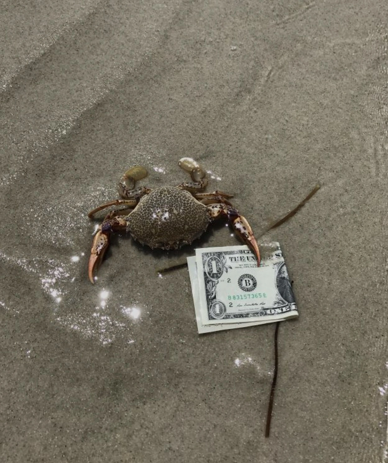 33 Crabs Eager to Hit the Dance Floor