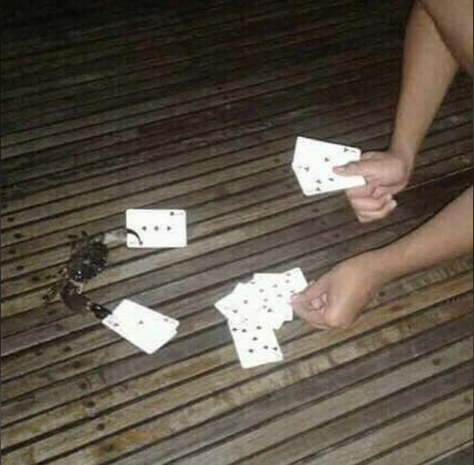 33 Crabs Eager to Hit the Dance Floor