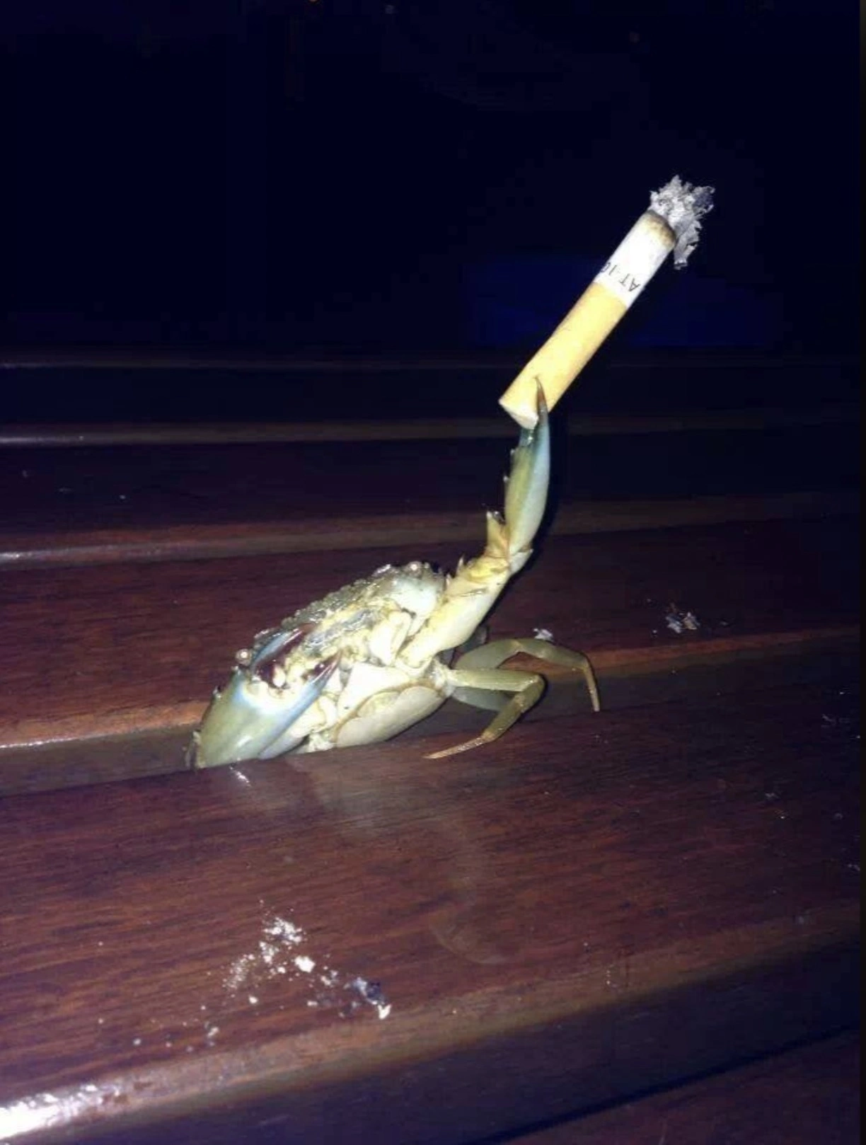 33 Crabs Eager to Hit the Dance Floor