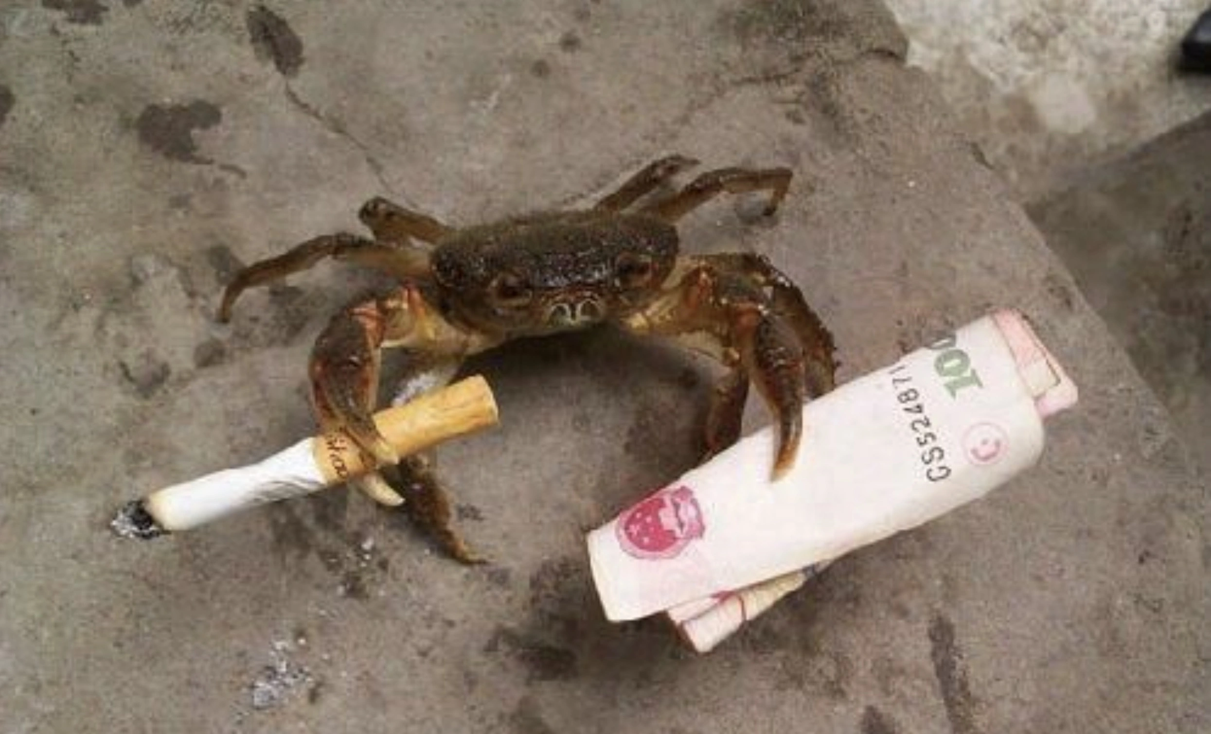 33 Crabs Eager to Hit the Dance Floor