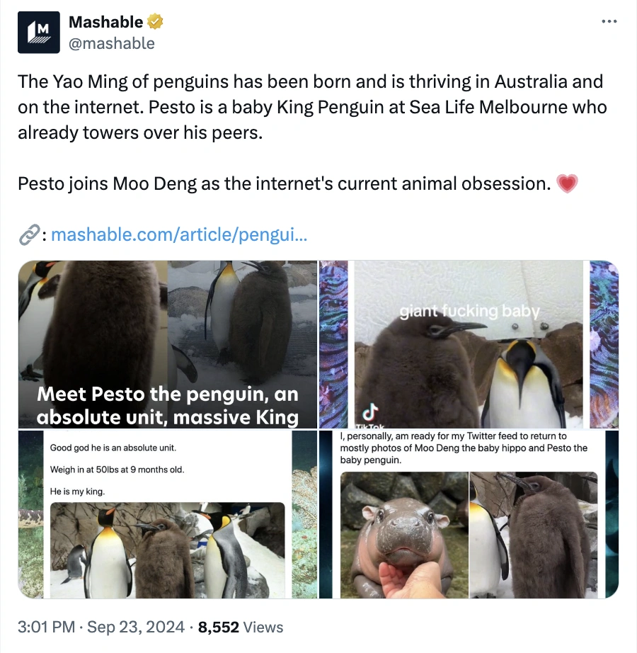 Move Over Moo Deng, Pesto Penguin is the Latest Craze