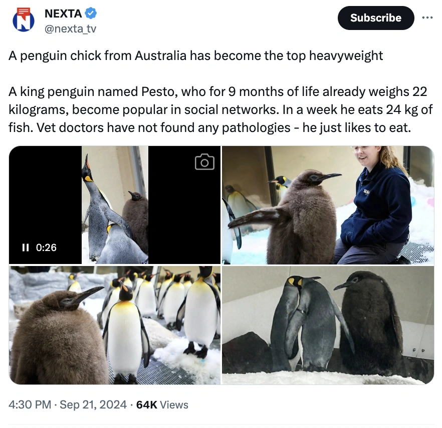 Move Over Moo Deng, Pesto Penguin is the Latest Craze