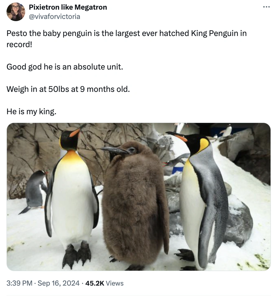 Move Over Moo Deng, Pesto Penguin is the Latest Craze