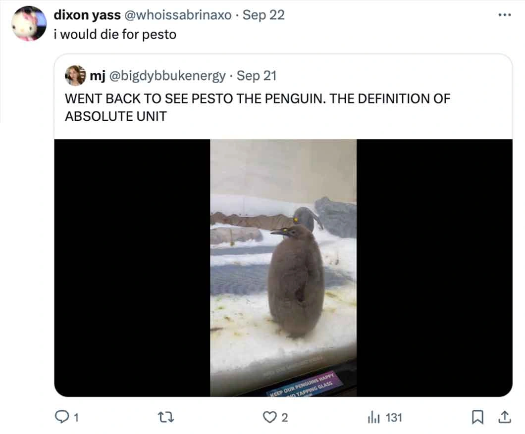 Move Over Moo Deng, Pesto Penguin is the Latest Craze