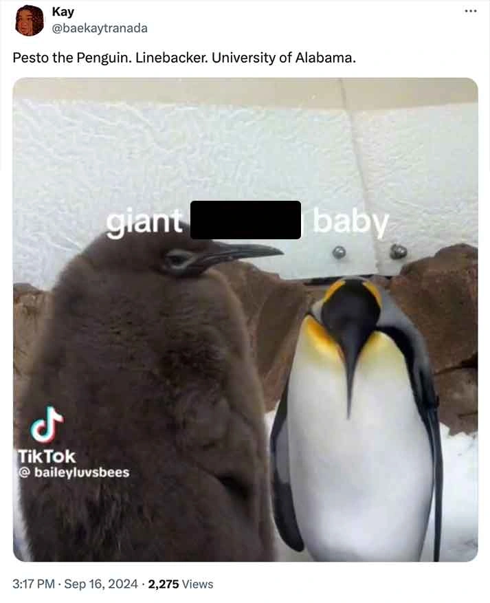 Move Over Moo Deng, Pesto Penguin is the Latest Craze