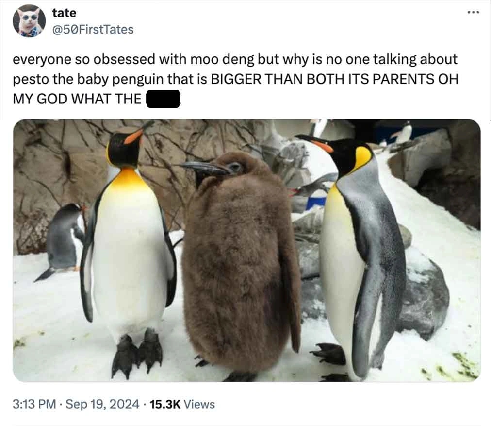 Move Over Moo Deng, Pesto Penguin is the Latest Craze