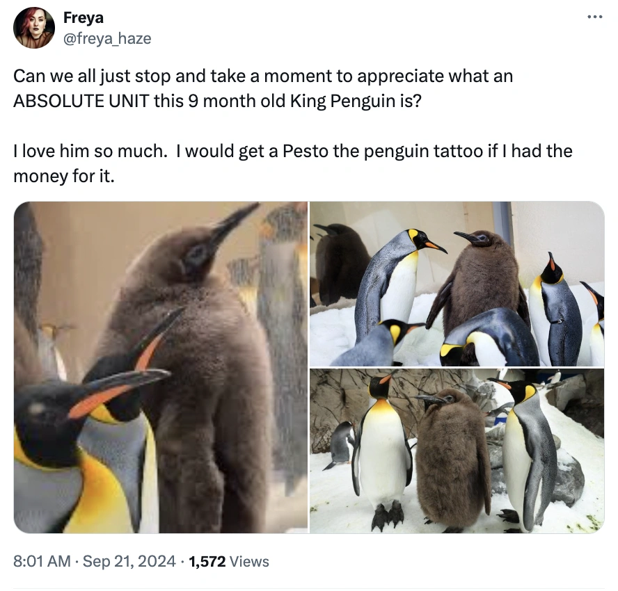 Move Over Moo Deng, Pesto Penguin is the Latest Craze