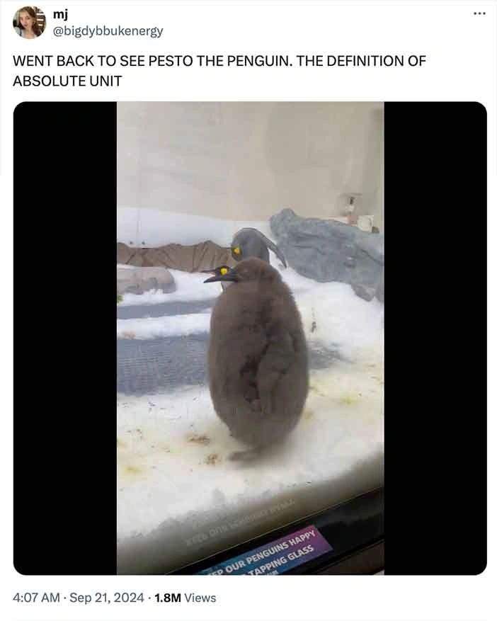Move Over Moo Deng, Pesto Penguin is the Latest Craze