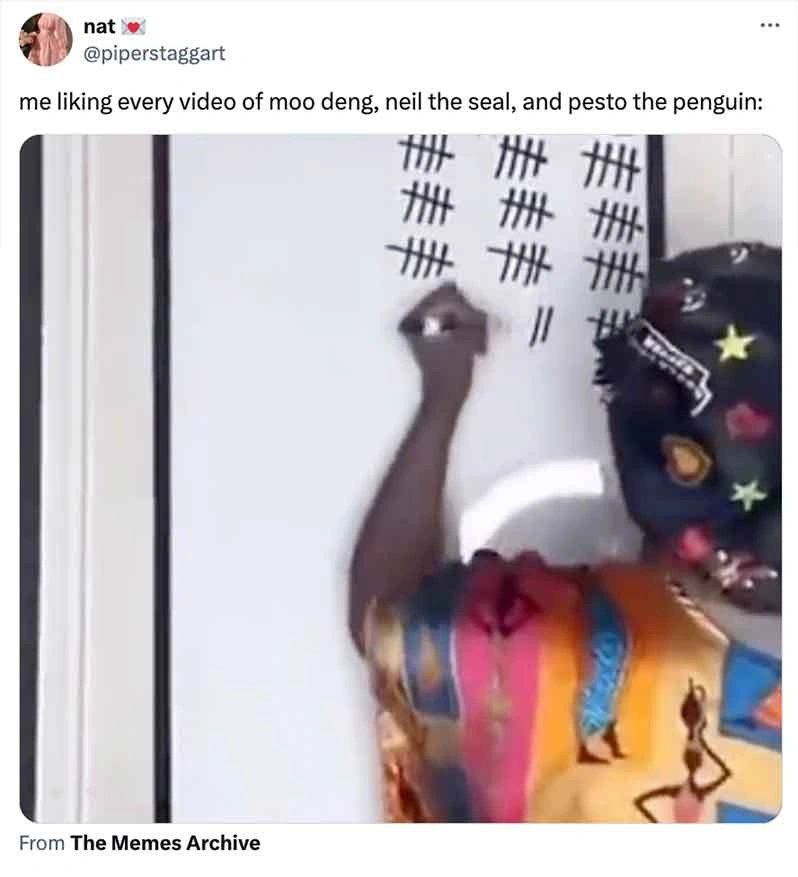 Move Over Moo Deng, Pesto Penguin is the Latest Craze