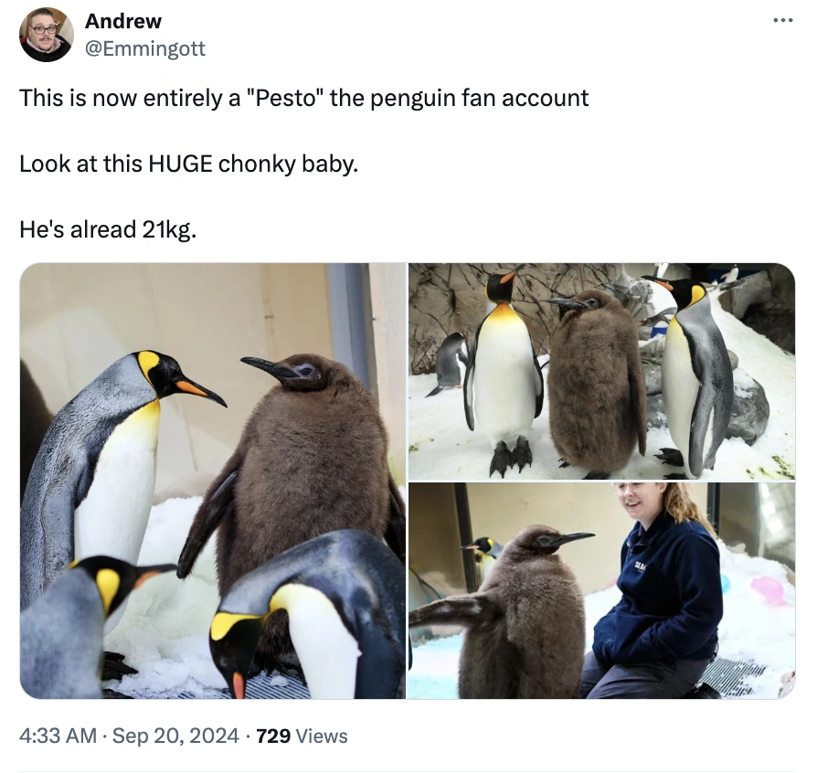 Move Over Moo Deng, Pesto Penguin is the Latest Craze