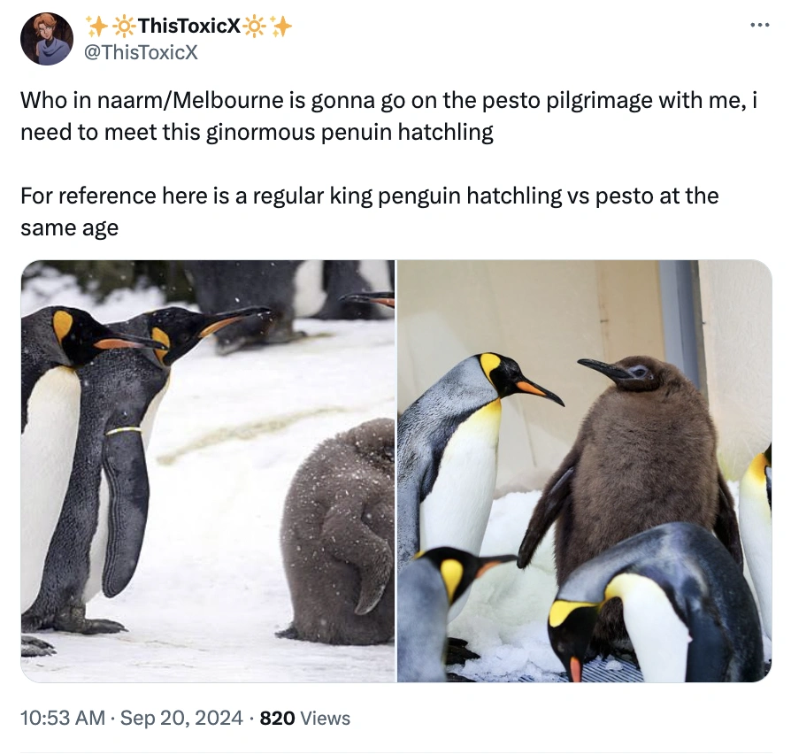 Move Over Moo Deng, Pesto Penguin is the Latest Craze
