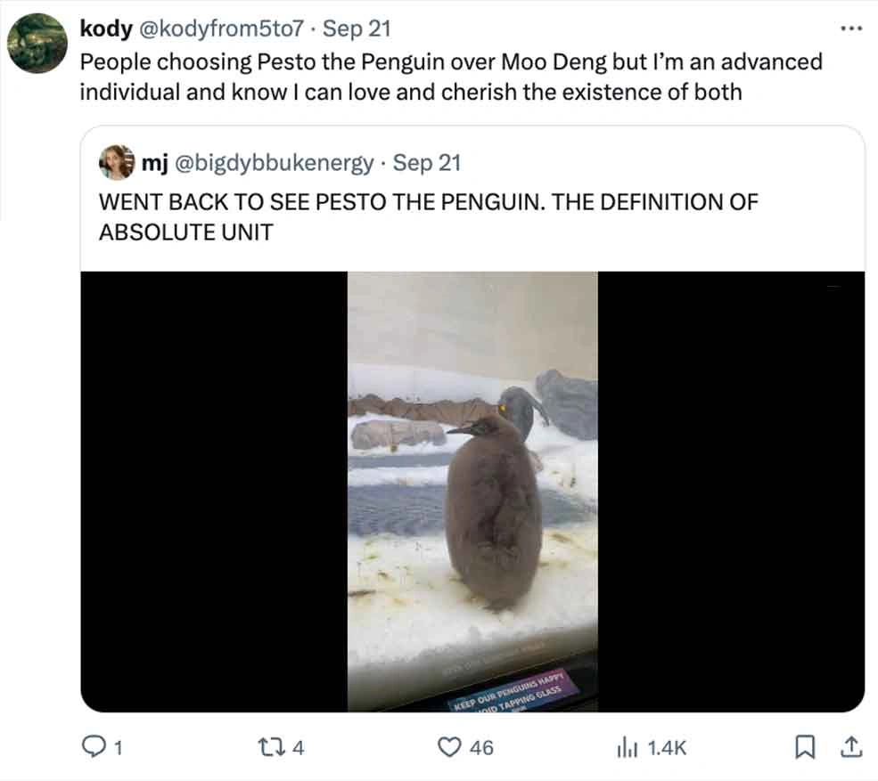 Move Over Moo Deng, Pesto Penguin is the Latest Craze