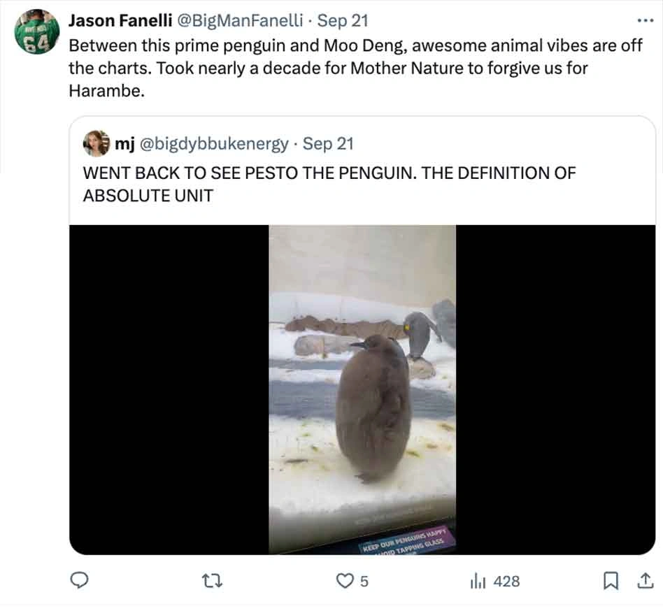 Move Over Moo Deng, Pesto Penguin is the Latest Craze