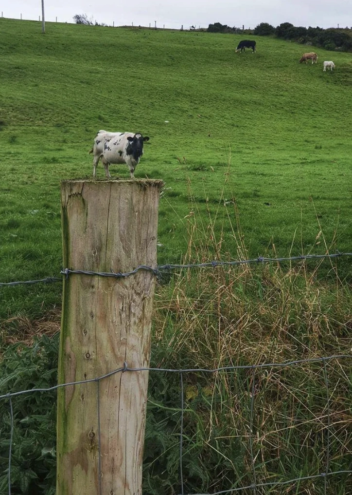 Sunday Morning Frenzy: 27 Entertaining and Unpredictable Randoms