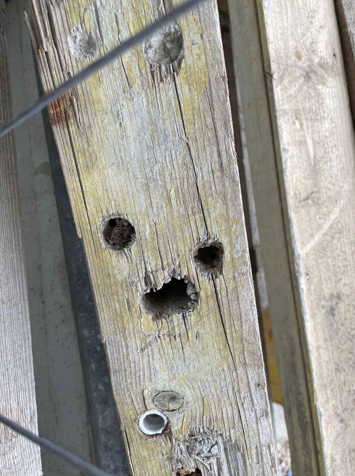 Encountering Pareidolia: 44 Inanimate Objects Revealing Faces