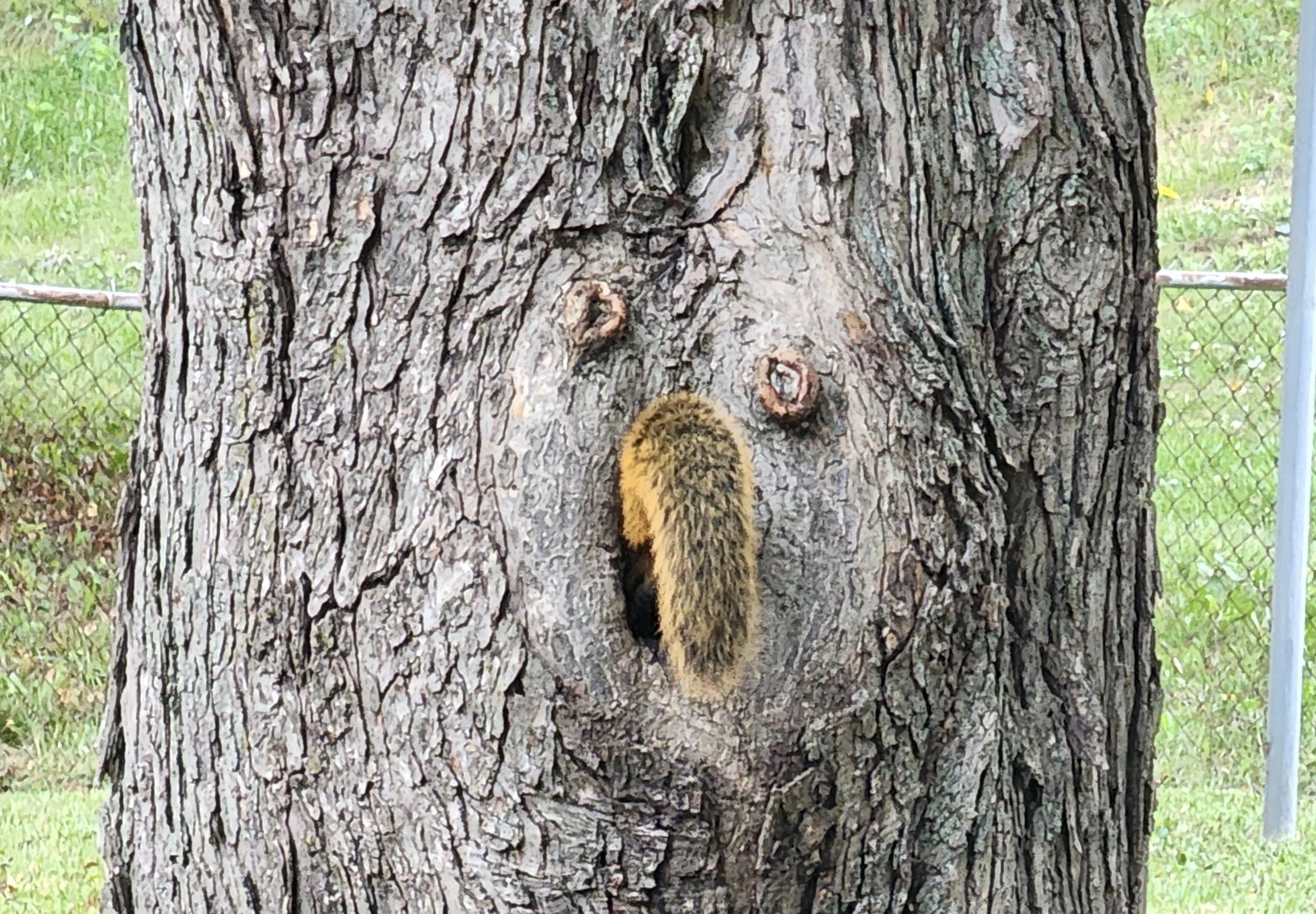 Encountering Pareidolia: 44 Inanimate Objects Revealing Faces