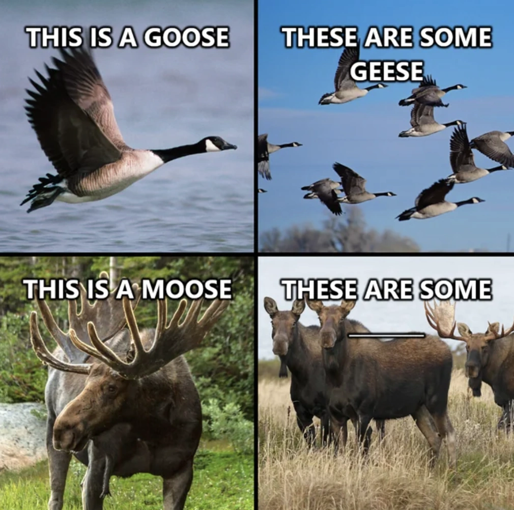 Tuesday Tidbits: 41 Entertaining Randoms to Brighten Your Day