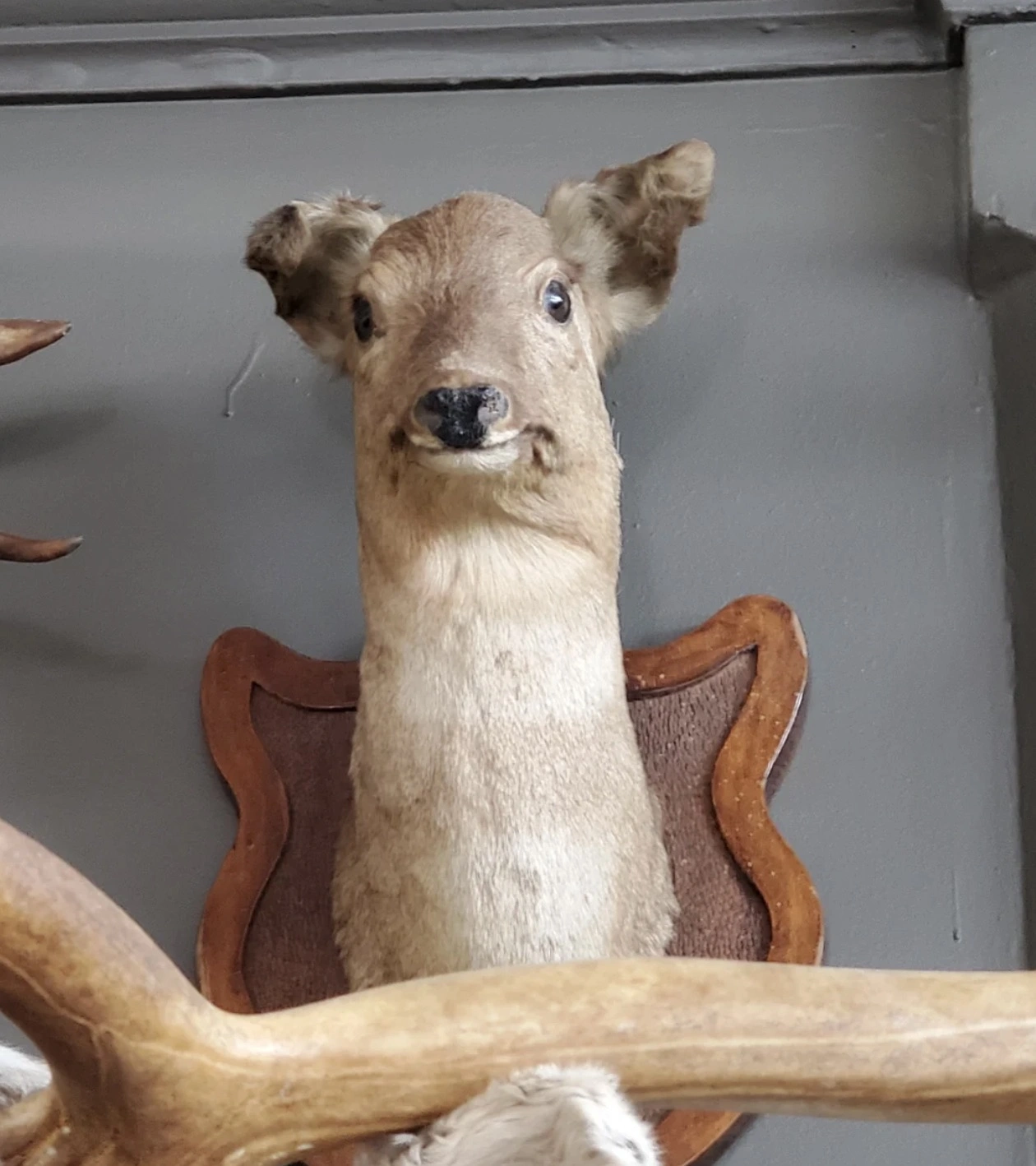 1. When Taxidermy Crossed the Line2. The Dark Side of Taxidermy3. Taxidermy Taken to Extremes4. The Limits of Taxidermy5. Taxidermy Gone Wild6. The Shocking World of Extreme Taxidermy7. When Taxidermy Gets Out of Hand8. The Bizarre World of Taxidermy9. Ta