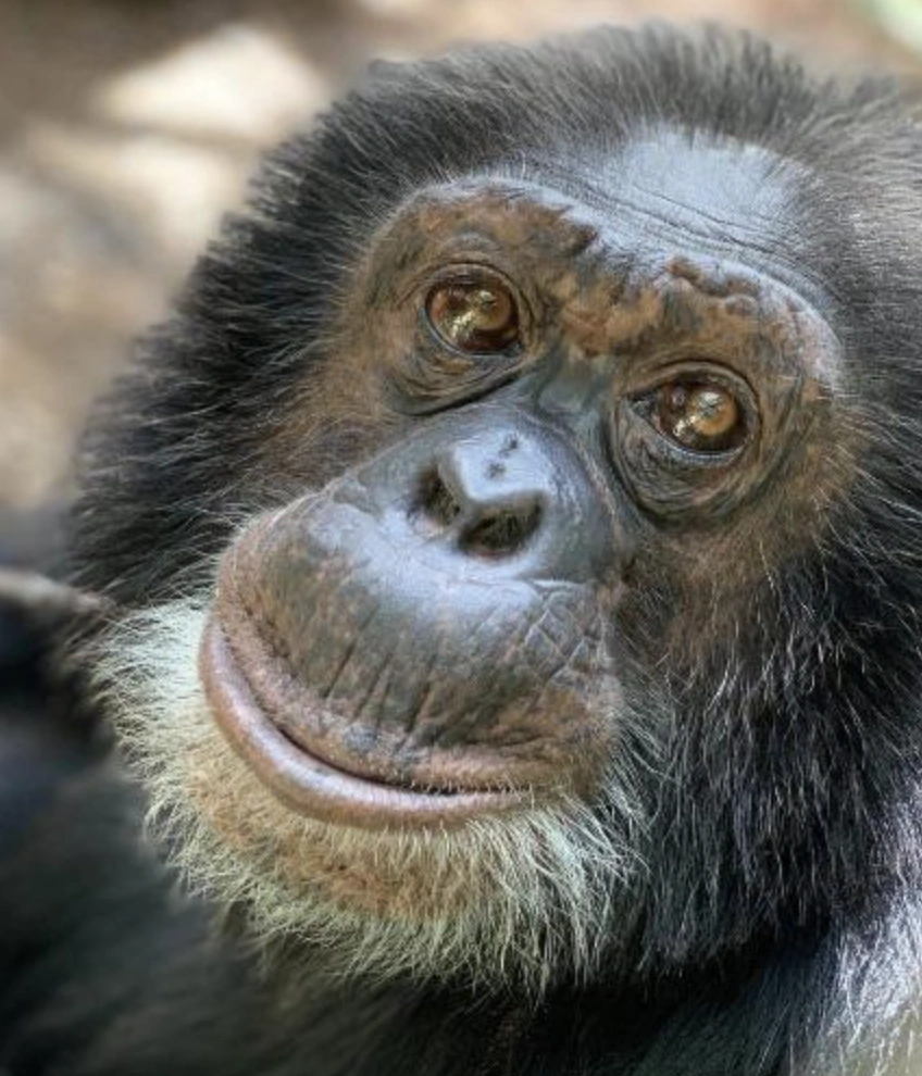 Rise and Shine for a Good Giggle: 46 Hilarious Memes, Pics, and Tweets to Start Your Day with Laughter