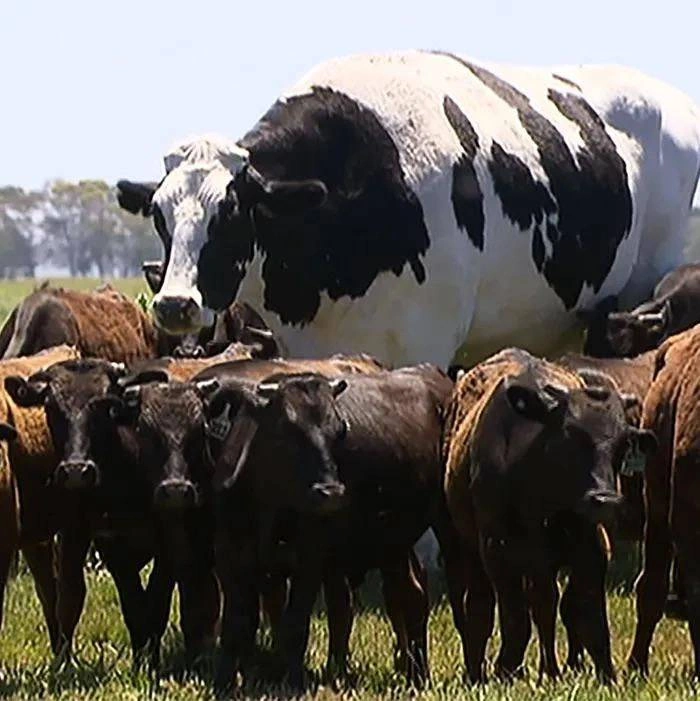 60 Quirky and Entertaining Images to Delight and Amuse Idle Brains