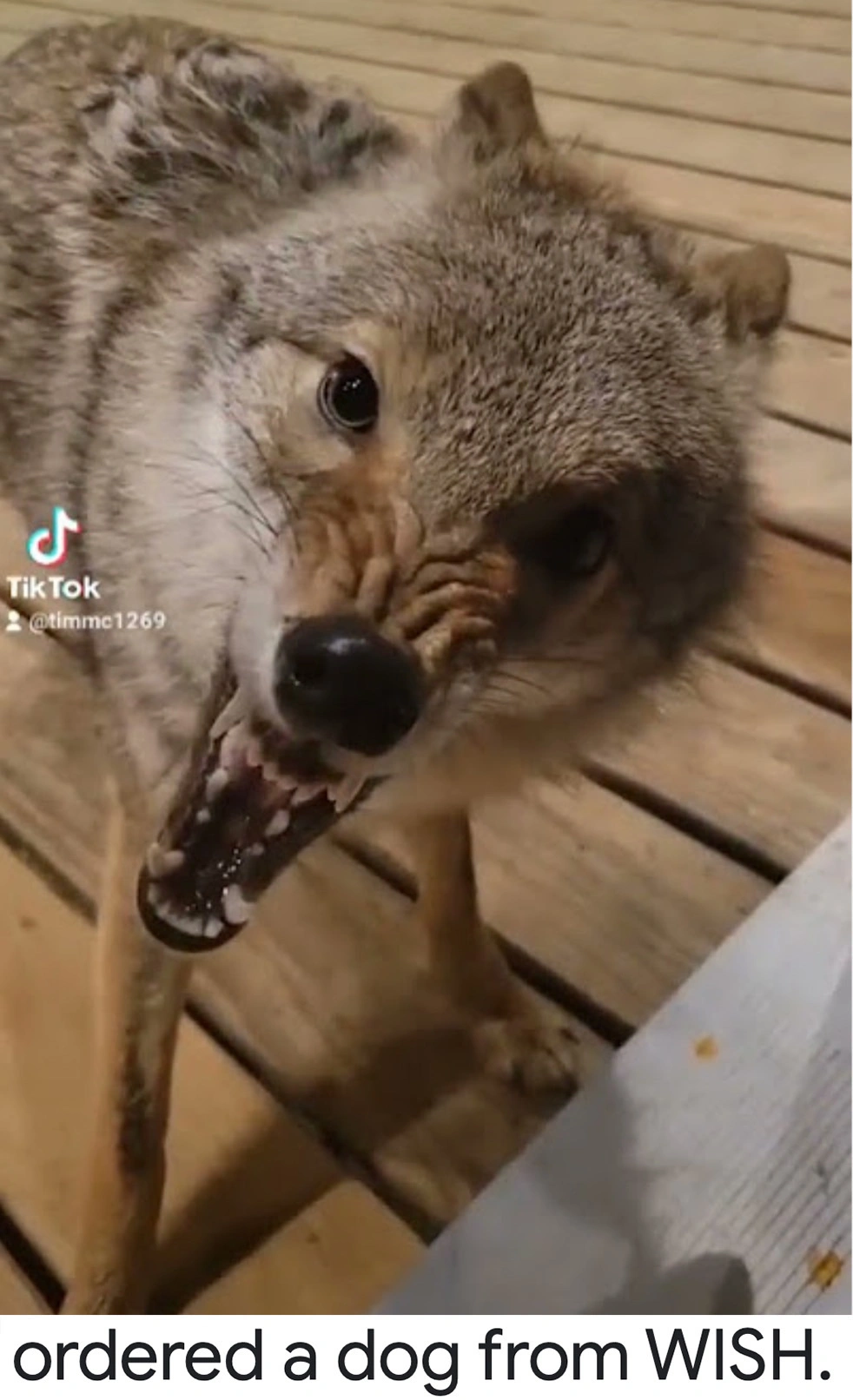 24 Individuals Who Believed They Saved a Dog, Only to Discover They Had Captured a Coyote