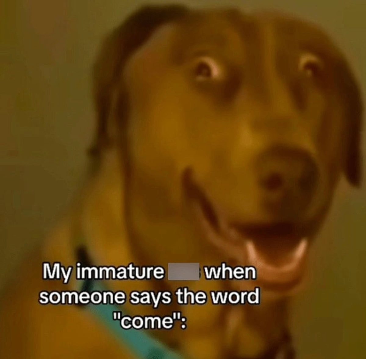 36 Side-Splitting Screenshots Exclusive to TikTok