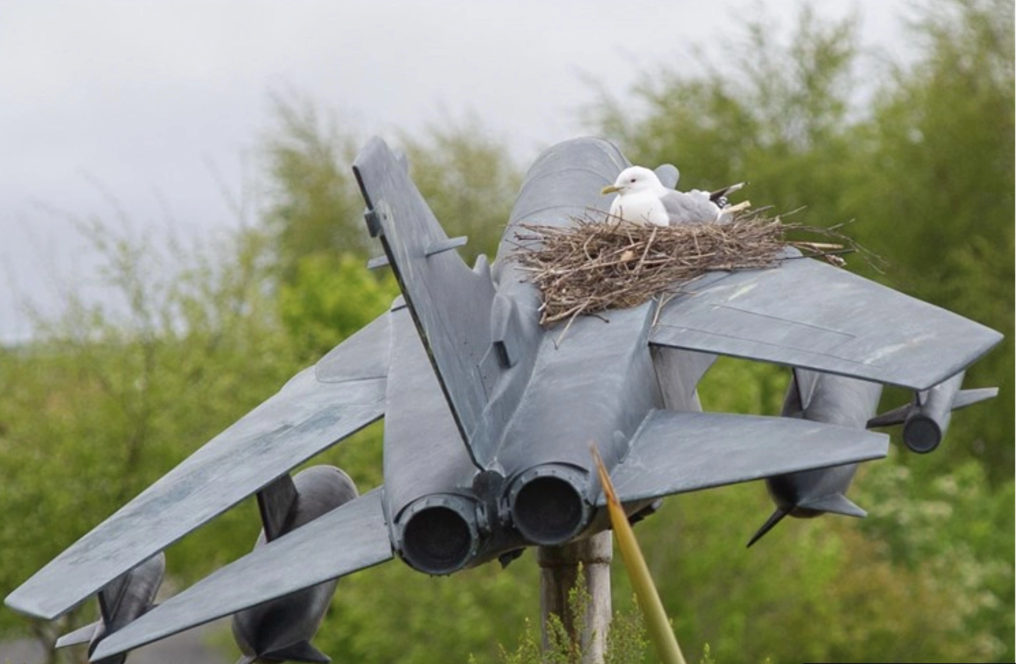 41 Feathered Friends Find Their Dream Homes with Top Real Estate Professionals