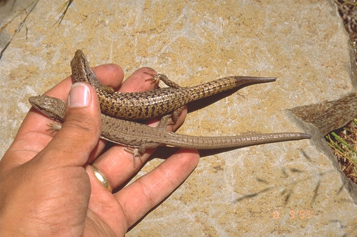 The Most Epic Lizard Tale You'll Encounter